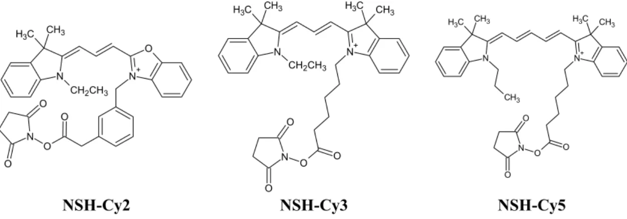 Figure I. 2. N-hydroxy-succinimidyl esters of Cy2, propyl Cy3 and methyl Cy5 used for DIGE  labeling of lysine residues [37]