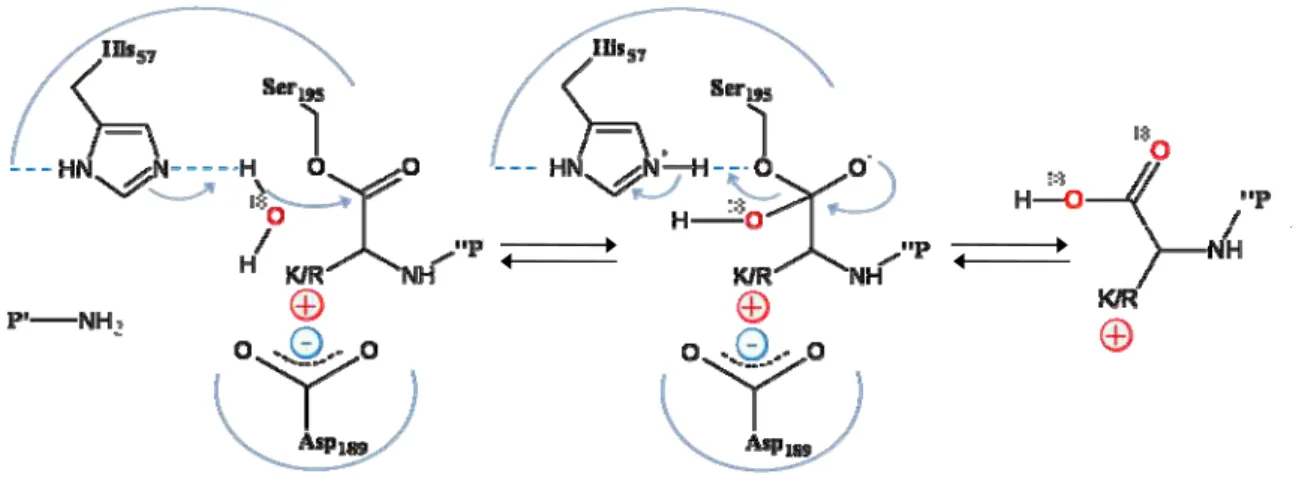 Figure I. 4. Mechanism of the double oxygen incorporation by carboxyl oxygen exchange
