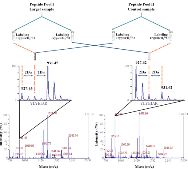 Figure I. 5. Direct and inverse labeling experiments of a target protein and the correspondent  control sample.