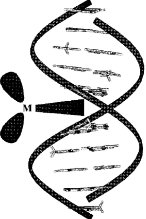 Figure I.12  –  Simplified representation of an intercalating complex oriented with  respect to the DNA double helix