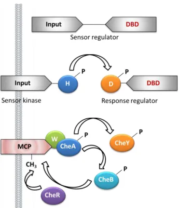 Figure  1.2  –   One-component,  two-component  and  chemosensory  signal  transduction  in bacteria