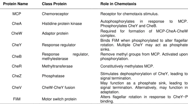 Table 1.2  –  Classification and function of the middle components of the chemotaxis mechanism