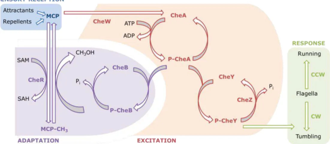 Figure  1.4  –   Mechanism  of  chemotaxis  in  E.  coli. Repellents  promote  the  phosphorylation  of  CheA  and  consequently the phosphorylation of CheY, which brings about tumbling