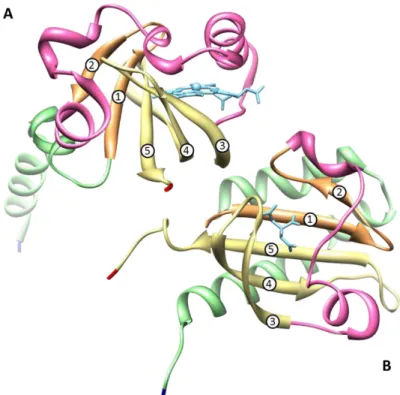 Figure 1.6  –  Representative three-dimensional structures of PAS (A) and PAS-like (B) domains