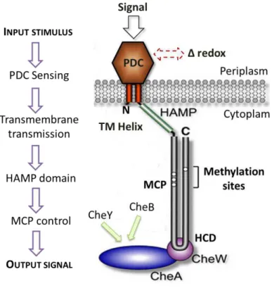 Figure 1.12  –  Proposal sensing mechanism of G. sulfurreducens heme MCP sensors. The domain in the  periplasm senses the  external environment  which might be related  with  the  redox sensing  and transfers the  signal through the inner membrane, activat