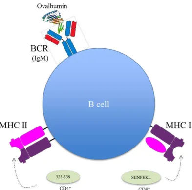 Figure 5 Schematic model of B cell and the components involved in B cell cross-presentation assay