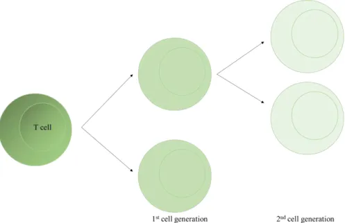Figure 6 CFSE dilution in T cells. T cell are labelled with carboxyfluorescein succinimidyl ester and  according to proliferation this dye is diluted to half in first cell generation and each of these cells can 