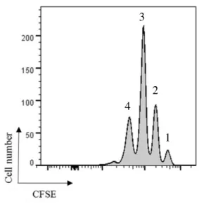 Figure 12 CD8 +  T cell proliferation induced by B cells. T cells where SIINFEKL was not added to the  culture are represented in red, whereas in blue are the T cells that proliferated in the presence of 