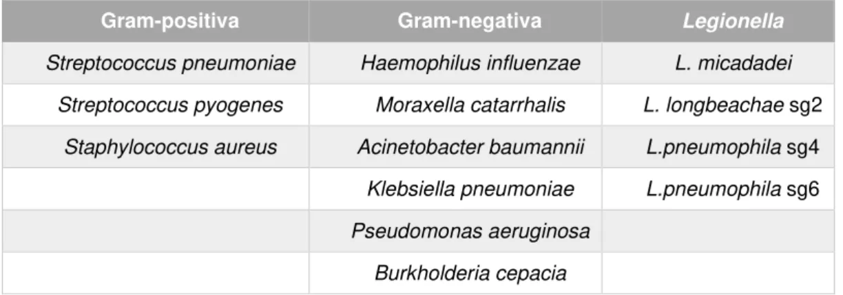 Tabela  3.1:  Bactérias  responsáveis  por  pneumonia  no  Homem  utilizadas  na  avaliação  da  especificidade