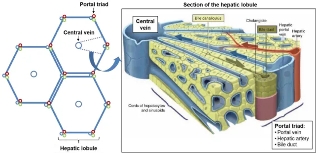 Figure 1.1 Schematic representation of the hexagonal-shaped liver lobules, with the central vein and portal  triad