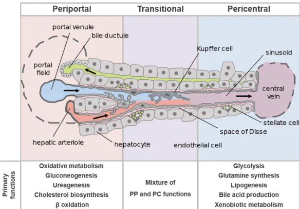 Figure 1.3 Schematic representation of the liver acinus, with the major cell types of the liver and the periportal  to pericentral zones represented