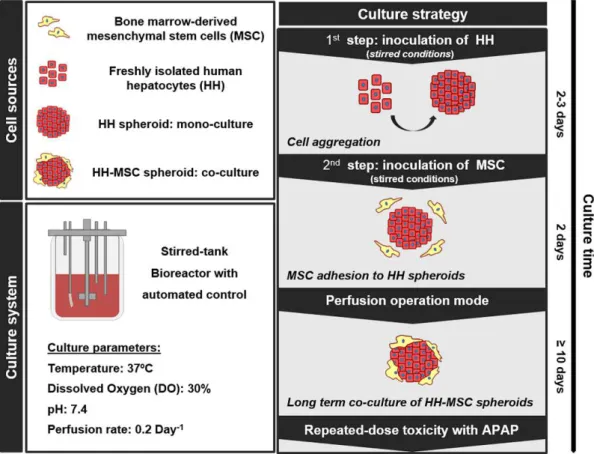 Figure 3.1 Schematic representation of the experimental design, including cell sources, culture system and  strategy for the 3D co-culture of HH-MSC in perfusion stirred-tank bioreactors