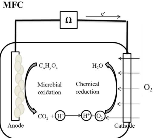 Figure 1.1. Schematic representation of a single chamber air cathode microbial fuel cell (MFC) 
