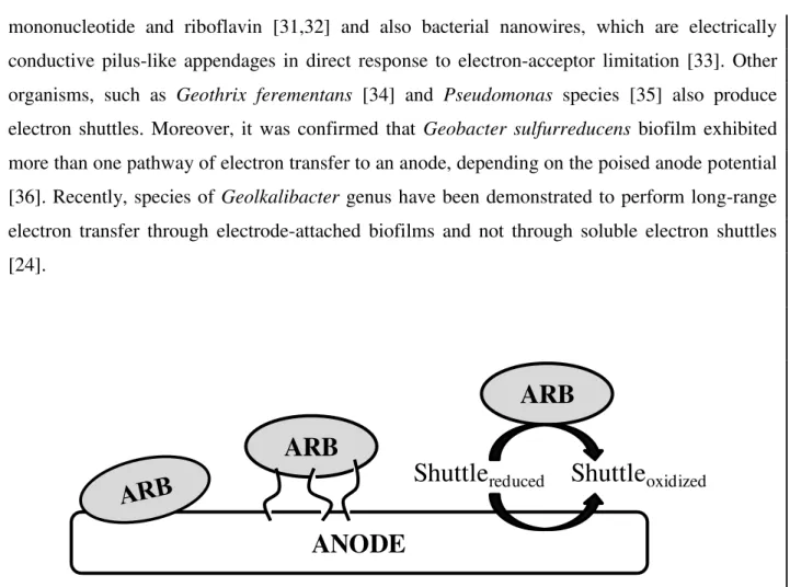 Figure  1.6.  Schematic  of  three  electrons  transport  mechanisms  used  by  ARB:  direct  electron  transfer, nanowires and electron shuttle [16]