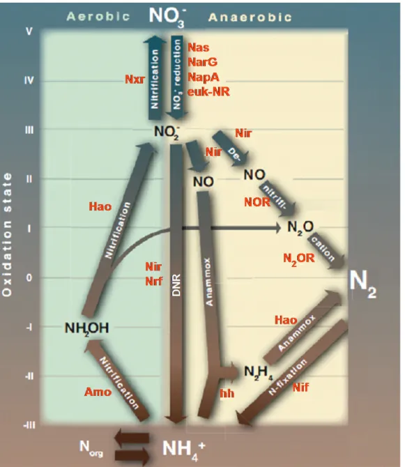 Figure 1.1 – The N-cycle schematic representation. Arrows describe the principle pathways and the  enzymes involved in each reaction are in red