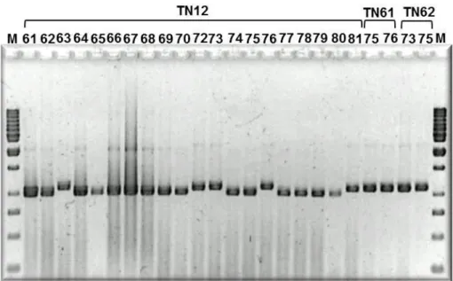 Figura 3.1: Gel de electroforese do produto da PCR de alguns isolados das amostras TN12, 61 e 62/07