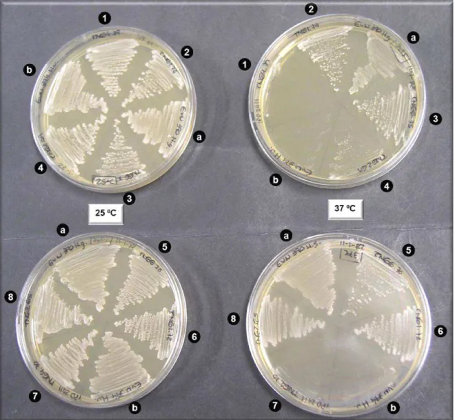 Figura 3.13: Fotografias de réplicas de placas incubadas a 25 ºC (lado esquerdo) e 37 ºC (lado direito)