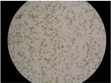 Figura 1.2.: Suspensão celular de  Chlorella protothecoides cultivada autotroficamente, ampliação 40x10,  LNEG 2010