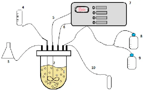 Figura 2.2.: Esquema de um fermentador para cultivo heterotrófico de microalgas. (1) Suspensão celular;                  