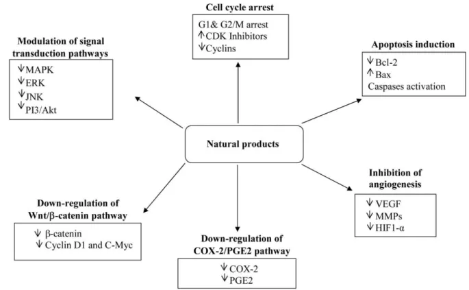Figure  1.2.  Mechanisms  of  action  of  natural  products  in  colon  cancer  chemoprevention  (Rajamanickam  and  Agarwal, 2008)