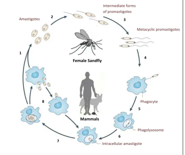 Figure  1.1.  The Leishmania  life  cycle.  During  a  blood  meal,  the  female  sandfly  ingests  macrophages  containing  amastigotes  that  are  released  in  the  insect  midgut  (1)