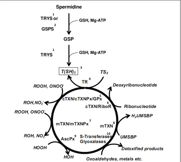 Figure 1.2. The trypanothione system. 
