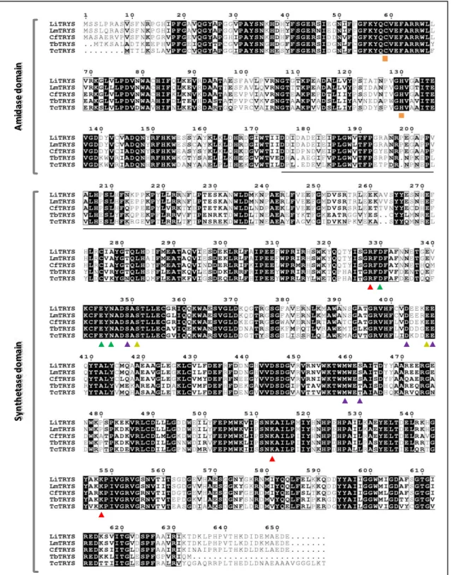 Figure  2.1.  Alignment  of  the  predicted  amino  acid  TRYS  sequences  of  different  trypanosomatids