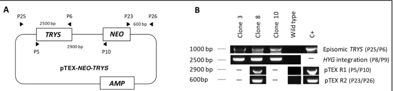 Figure  2.7.  Analysis  of  pTEX-NEO-TRYS  complemented  trys +/-   mutants.  (A)  Schematic  representation  of  the  pTEX-NEO-TRYS  plasmid