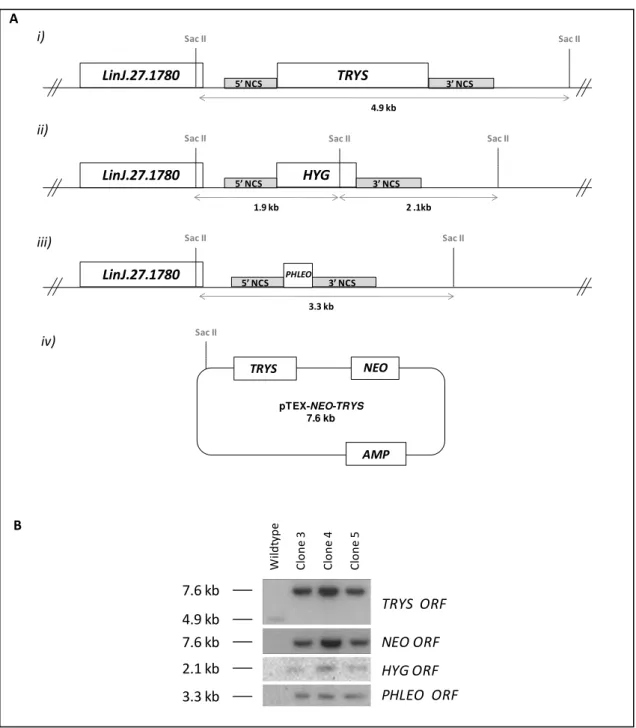 Figure  2.8.  Southern  blot  analysis  of  trys -/- /+TRYS  mutants.  (A)  Representation  of  the  L