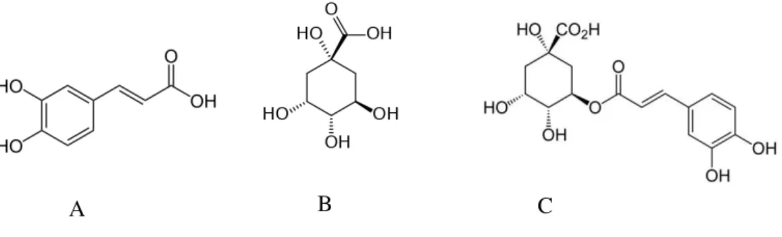 Figure 1.5 Chemical structures of: A – Caffeic acid; B – Quinic acid and C – Chlorogenic acid