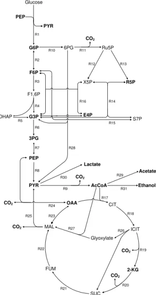 Figure 2.1: E. coli metabolic network composed by 43 reactions and 24 metabolites. Bold metab- metab-olites  represent  the  ones  that  can  exit  the  system;  these  reactions  are  not  explicit  shown  in  the  scheme