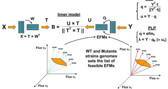 Figure 2.3: Schematic representation of PLS and PLP decomposition operations. Decomposition  of X and Y are similar in PLS and PLP