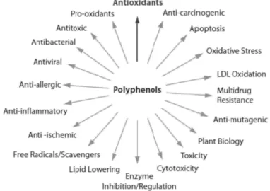 Figure 1.2 – Polyphenols Bioactivities (Alexis-Biochemicals, 2010) . 