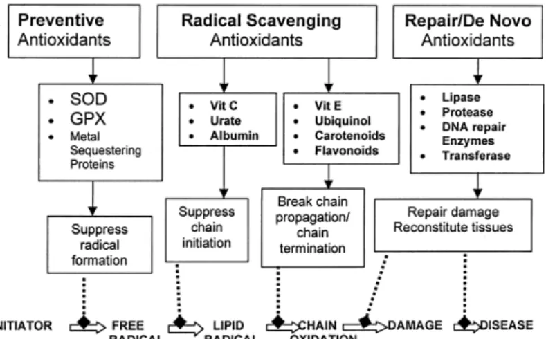 Figure 1.4  – Antioxidant groups and actions (doted line = suppression). Adapted from (Willcox et al, 2004)