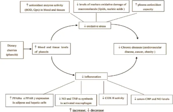 Figure 1.6 - Protective effects exerted by cherry phenols and implication in chronic diseases