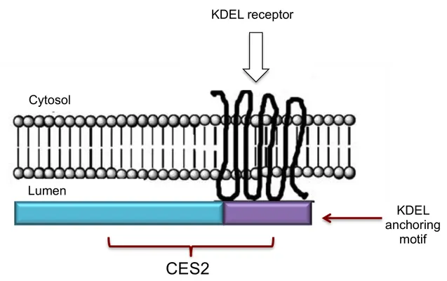 Figure  1.2 :  Illustrative  representation  of  the  internal  localization  of  C E S 2  protein