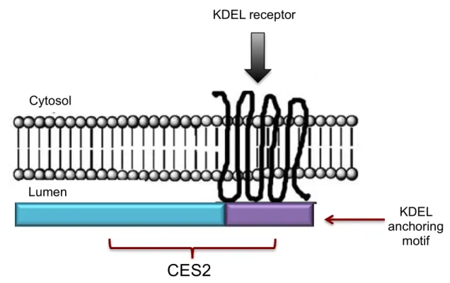 Figure  1.2 :  Illustrative  representation  of  the  internal  localization  of  C E S 2  protein