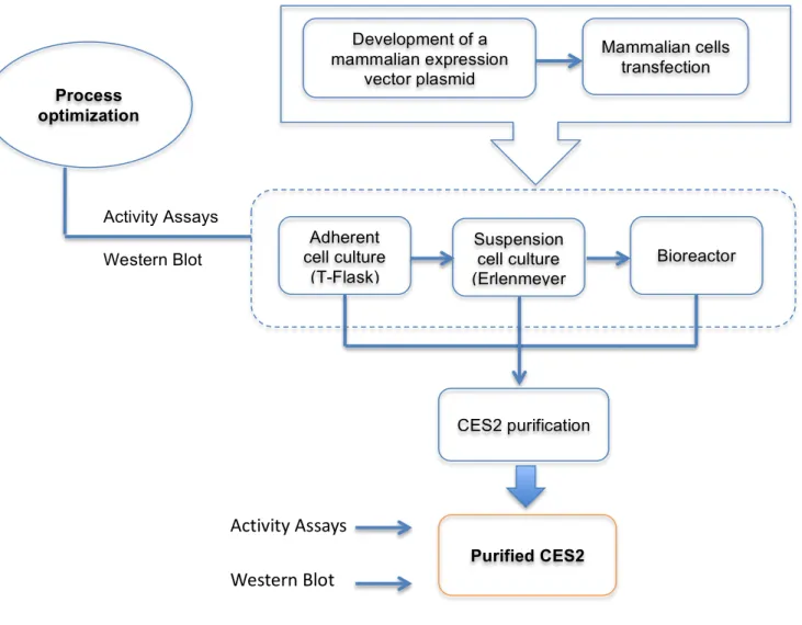 Figure 2.1: Flow  diagram  for the expression and purification of C ES2. 
