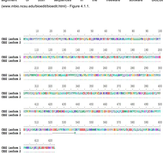Figure 4.1.1: Sequence alignm ent of C ES2 protein isoform s 1 and 2 (N C B I database)