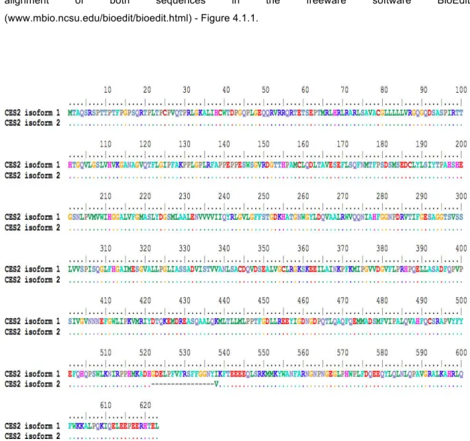 Figure 4.1.1: Sequence alignm ent of C ES2 protein isoform s 1 and 2 (N C B I database)