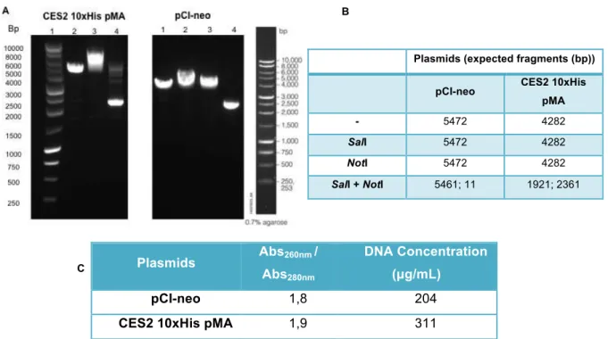 Figure  4.1.3:  pC I-neo  and  C ES2-10xH is-pM A  characterization.  A .  G el  electrophoresis  of  the  enzym atic  digested  products  of  pC I-neo  and  C ES2-10xH is-pM A  purified  plasm ids
