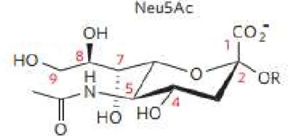 Figure 1.2 - Neu5Ac chemical structure. Adapted from Varki and Schauer 2009. 49