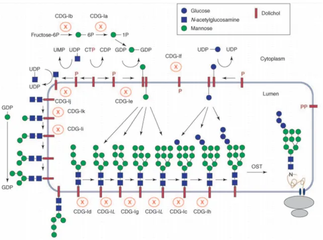 Figure 1.4 - Congenital disorders of N-glycosylation. Each CDG type arises from a mutation in a specific gene that codifies  a  specific  enzyme  of  the  biosynthetic  pathway