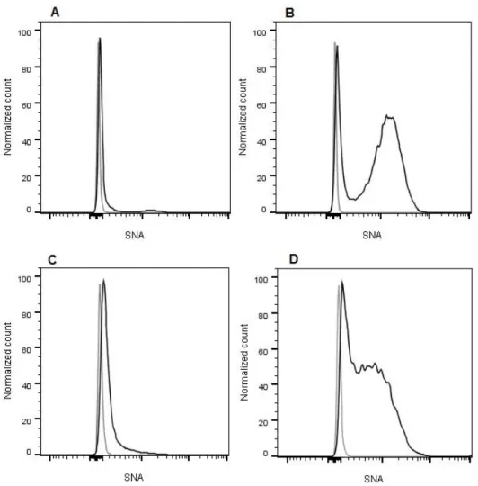 Figure 3.1 - α-2,6 sialylation of CRC cell lines. Flow cytometric analysis of the SNA staining of (A) SW48 NC, (B) SW48  ST6, (C) SW948 NC and (D) SW948 ST6 cell lines