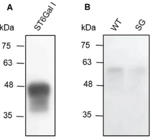 Figure 3.2 - Analysis of the anti-ST6Gal-I Ab specificity by WB. Assessment of the binding of the anti-ST6Gal-I Ab using  (A) the purified enzyme ST6Gal-I and (B) WT and SG mice tissue lysates.