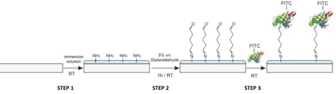 Figure 2.2 BSA-FITC labelling of free amine groups 