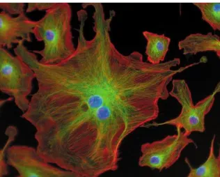 Figure  1.3:  Bovine  pulmonary  artery  endothelial  cells  marked  with  different  luminophores