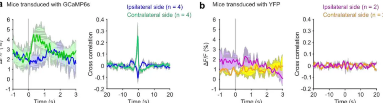 Figure  2.12.  Fluorescence  transients  elicited  by  contraversive  turns  are  observed  only  in  GCaMP6s-transduced mice