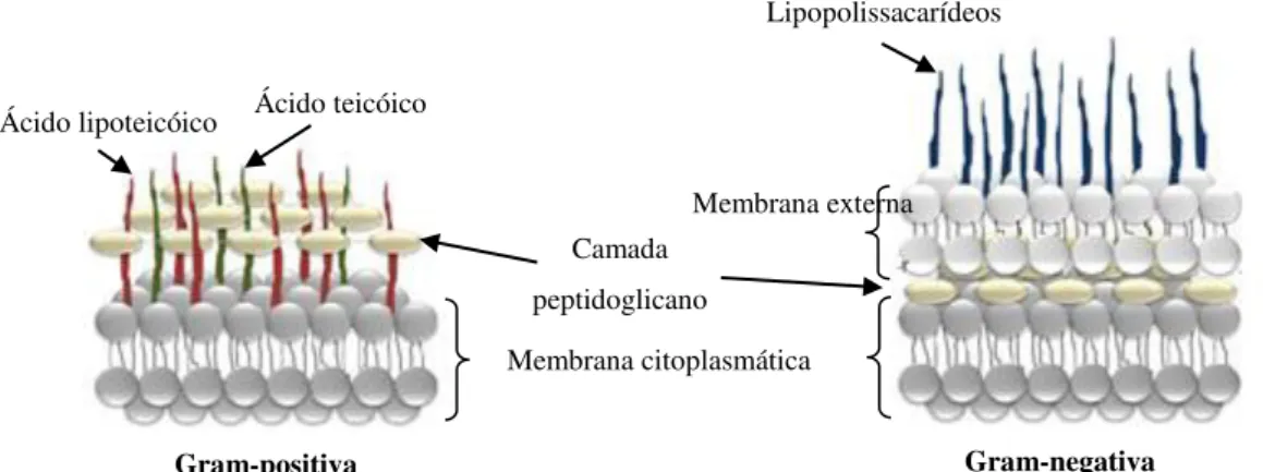 Figura 3  –  Características estruturais das membranas das bactérias Gram-positivas e Gram-negativas