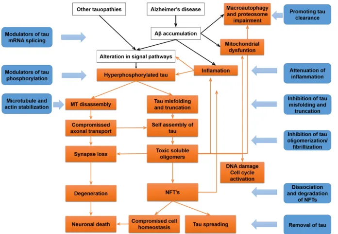 Figure 1.7. Tau-based therapeutic strategies. 